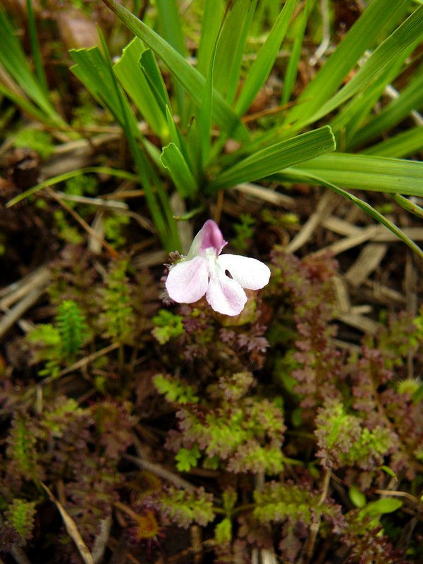 Pédiculaire des bois